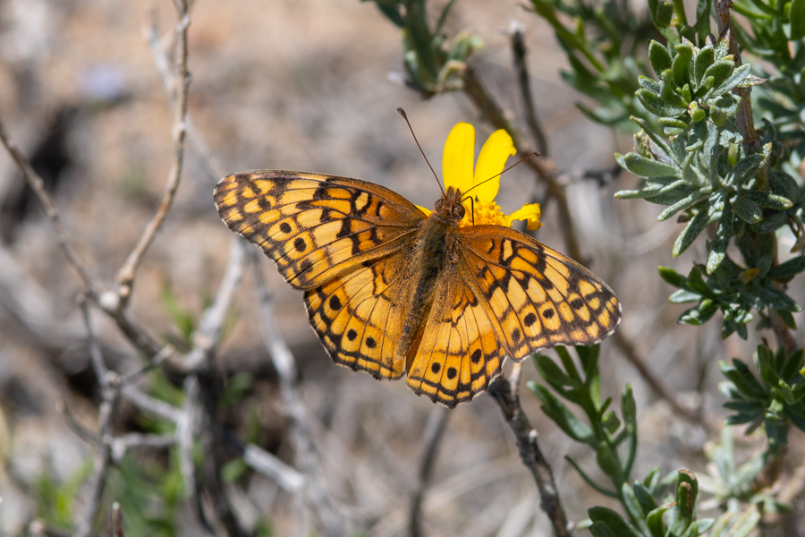 Euptoieta claudia - the variegated fritillary from the New Yorks Mountains in the Mojave Preserve