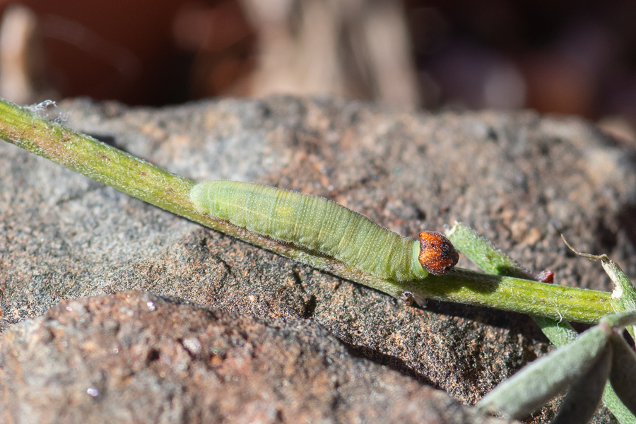 Larva (caterpillar) of Gesta or Erynnis funeralis - Funereal Duskywing