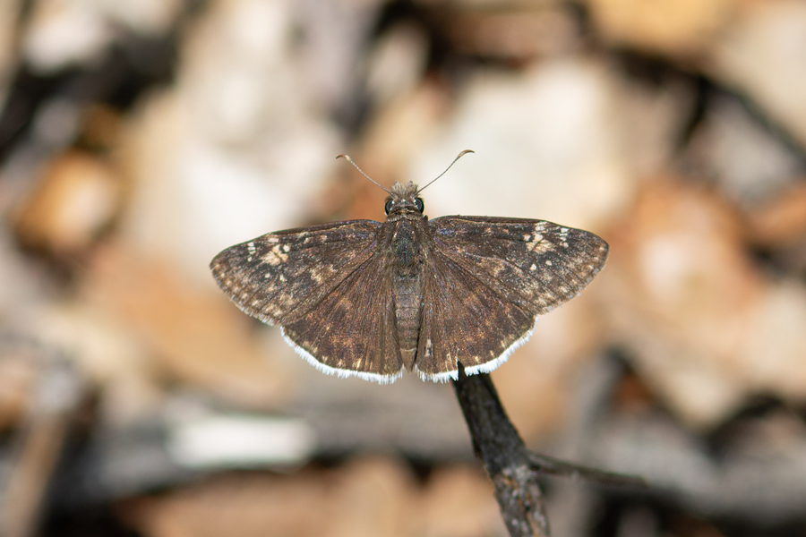 Erynnis funeralis - Funereal Duskywing