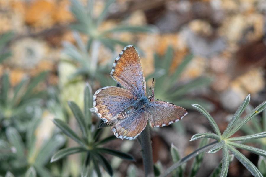 Smoky Arrowhead Blue - Glaucopsyche piasus umbrosa