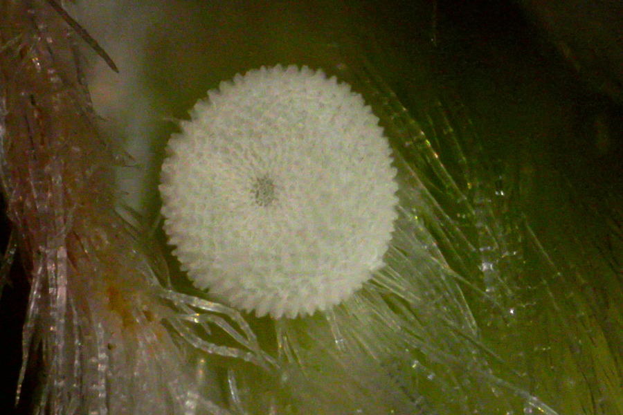 Egg of an arrowhead blue - Glaucopsyche piasus - on lupines