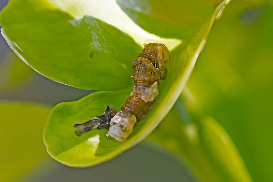 Giant Swallowtail - Papilio cresphontes larva