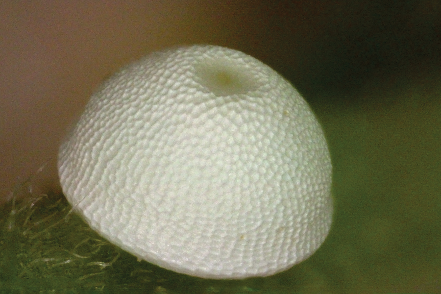 Egg of Hesperia colorado leussleri - Leussler's Branded Skipper