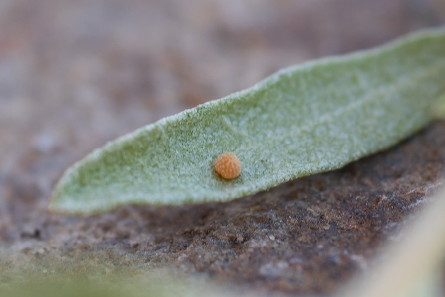 Egg of Hesperopsis libya libya - Mojave Sootywing