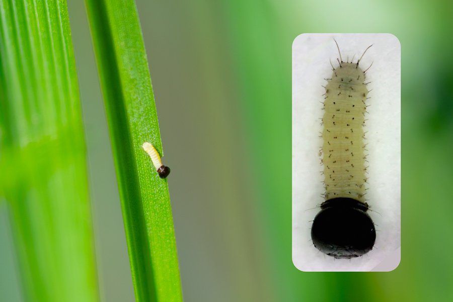 First instar caterpillar of Hylephila phyleus - Fiery Skipper