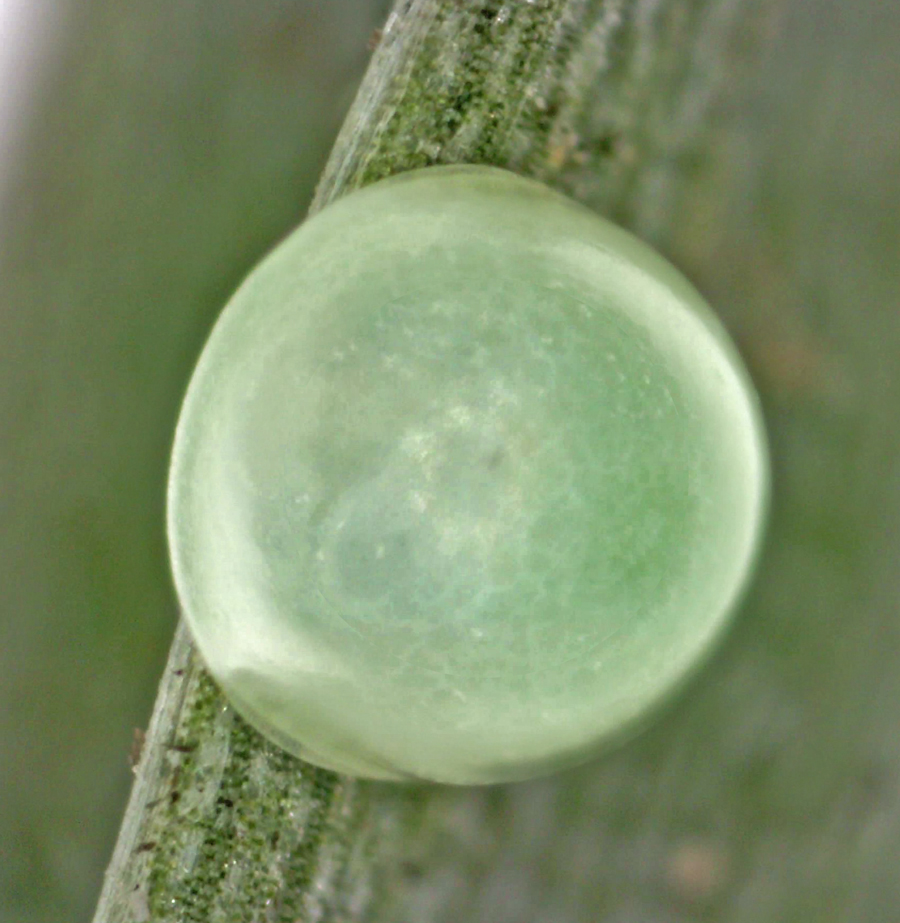 Egg of Hylephila phyleus - The Fiery Skipper