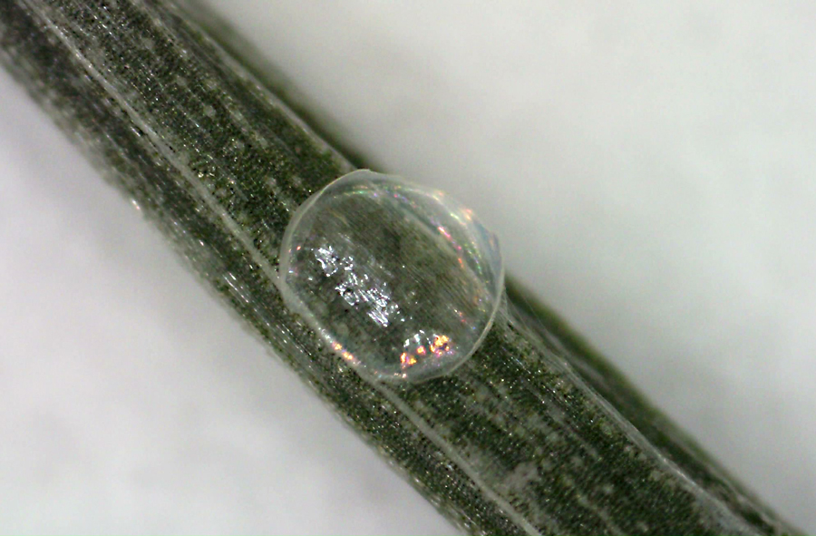 Empty egg of Hylephila phyleus - Fiery Skipper
