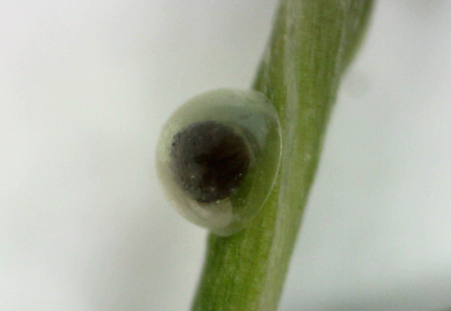 egg of Hylephila phyleus - Fiery Skipper