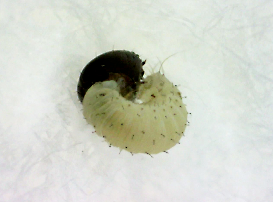egg of Hylephila phyleus - Fiery Skipper