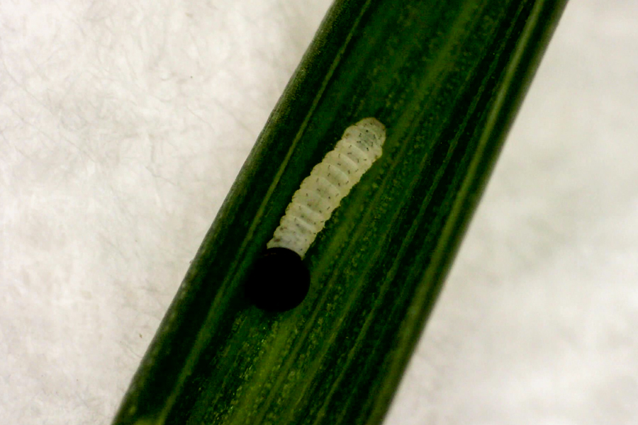egg of Hylephila phyleus - Fiery Skipper