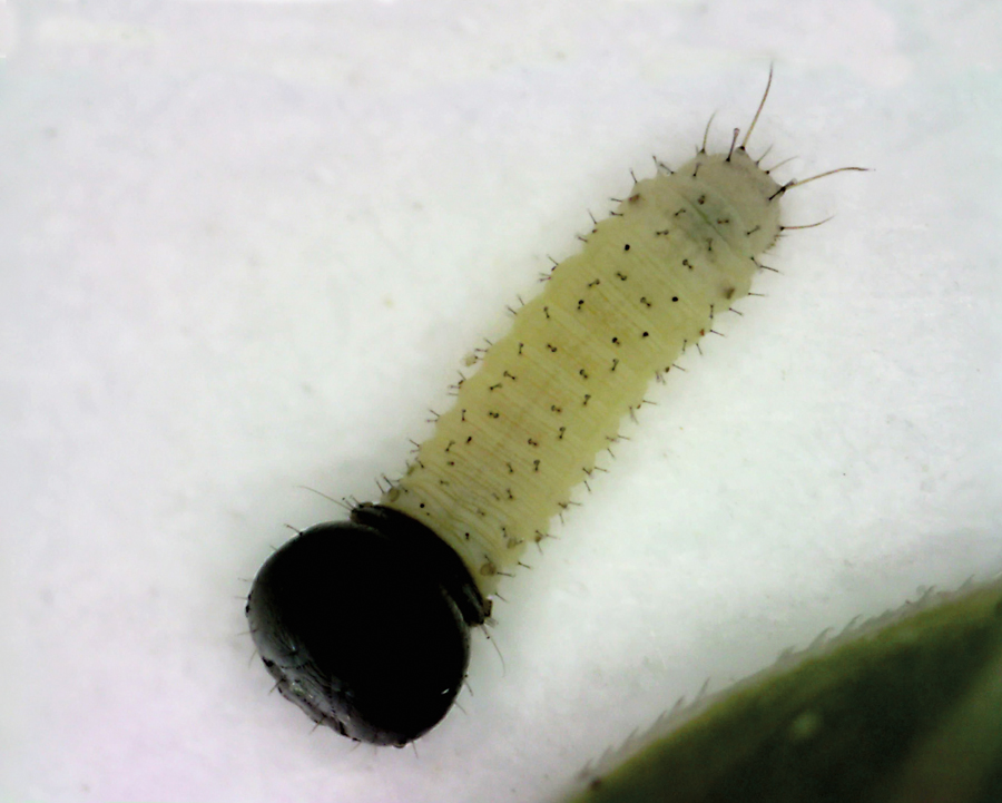 egg of Hylephila phyleus - Fiery Skipper