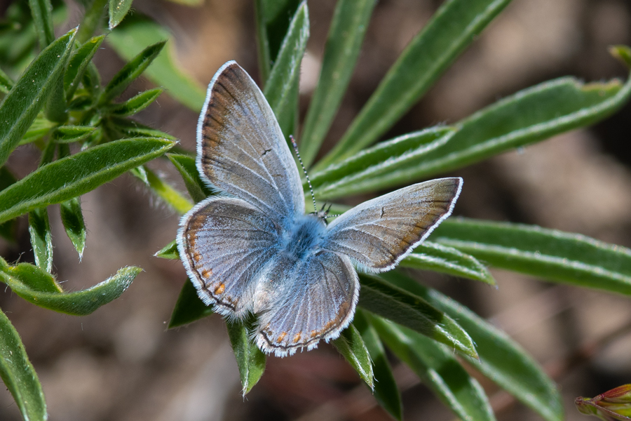 Icaricia icarioides evius - 'Evius' Boisduval's Blue