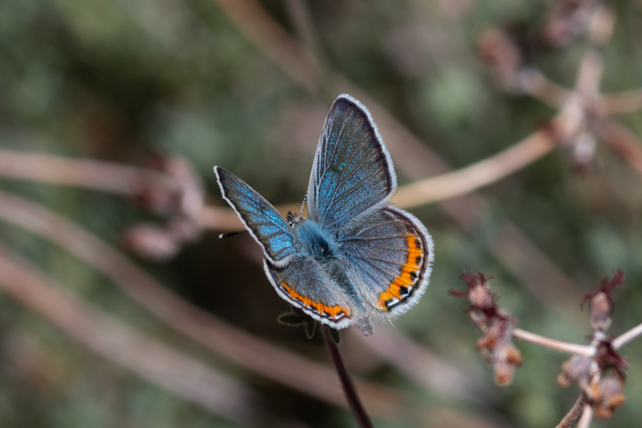 photo of a male Icaricia monticola - 'Clemence's' Blue