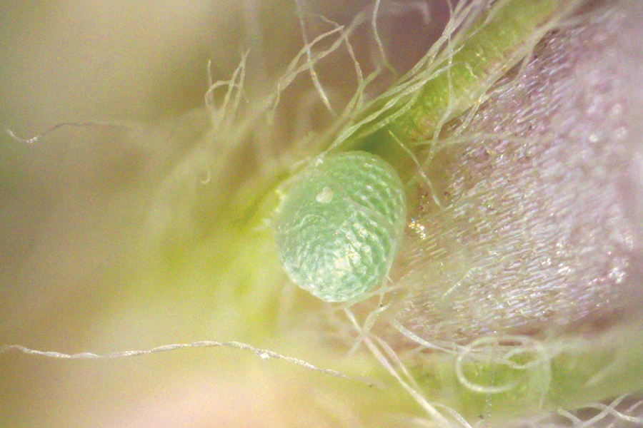 Egg of Icaricia saepiolus hilda - 'Hilda' Greenish Blue