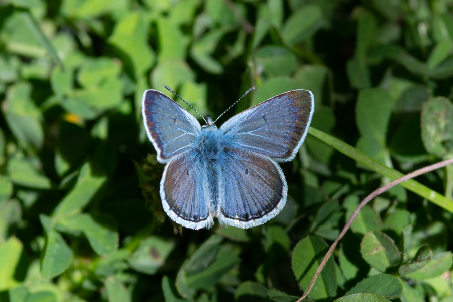 Icaricia saepiolus hilda - 'Hilda' Greenish Blue