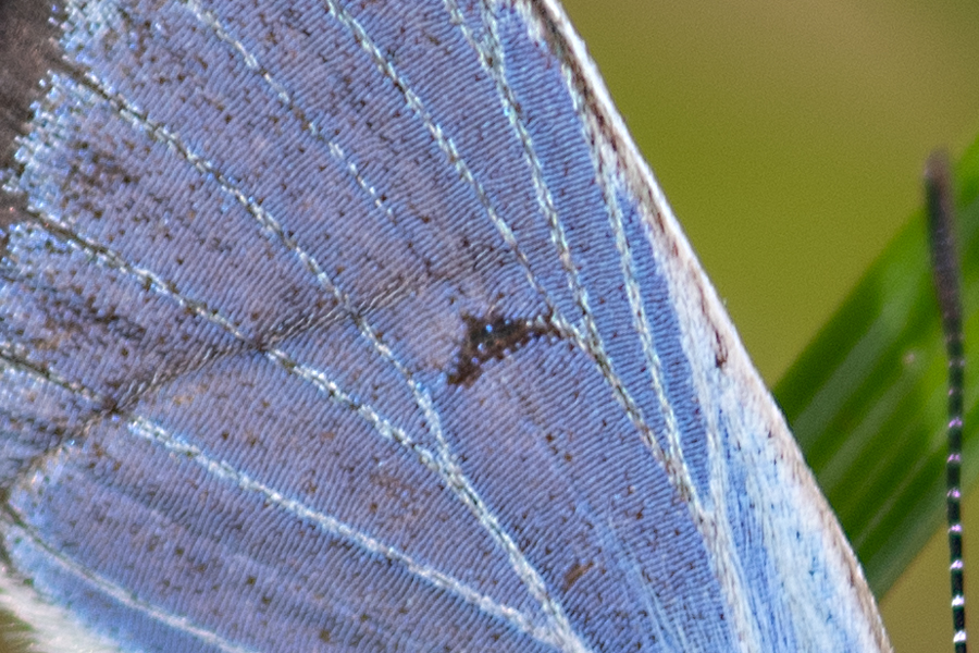Icaricia saepiolus hilda - 'Hilda' Greenish Blue