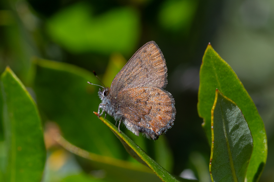 Incisalia mossii hidakupa