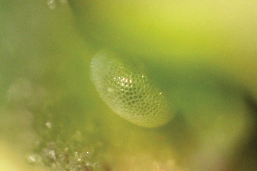 egg of Incisalia mossii hidakupa