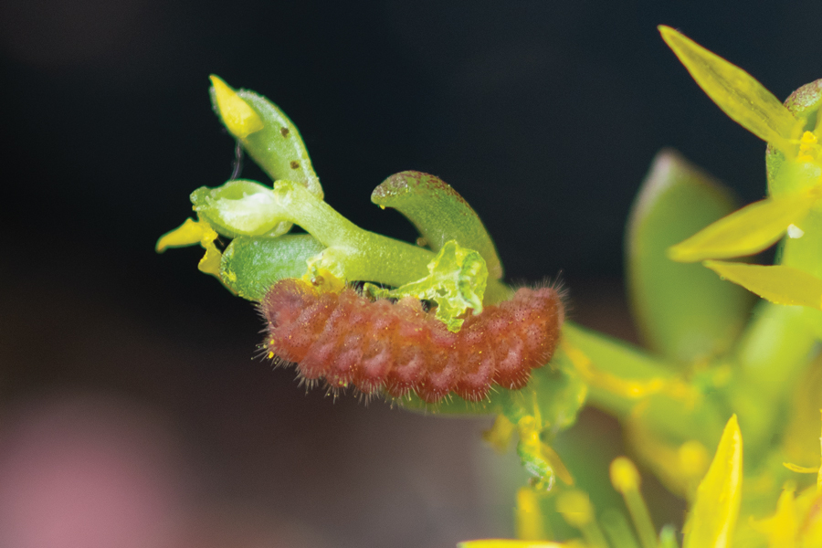 larva of Incisalia mossii hidakupa