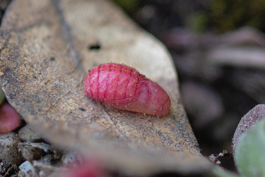 Chrysalis of Moss's Elfin