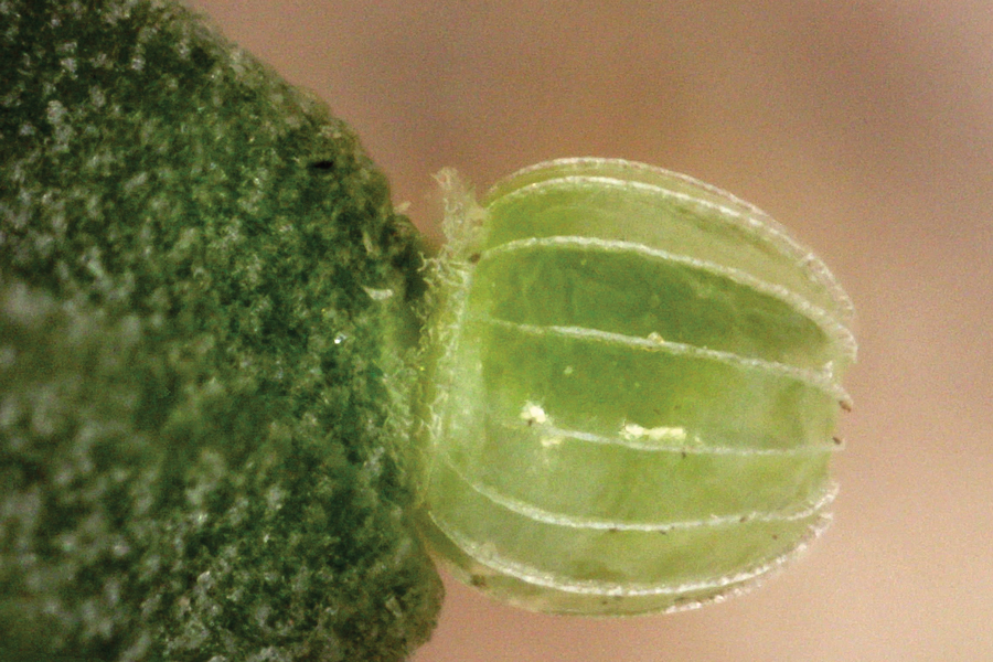 Egg of Junonia grisea - Common Buckeye
