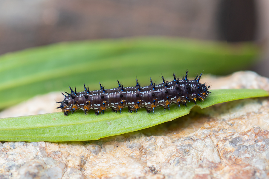 caterpillar of Junonia (coenia) grisea - Common Buckeye
