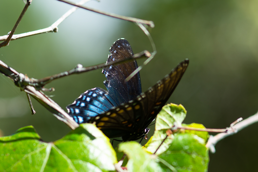 Photographs of the Arizona Red-spotted Purple butterfly - Limenitis arthemis arizonensis