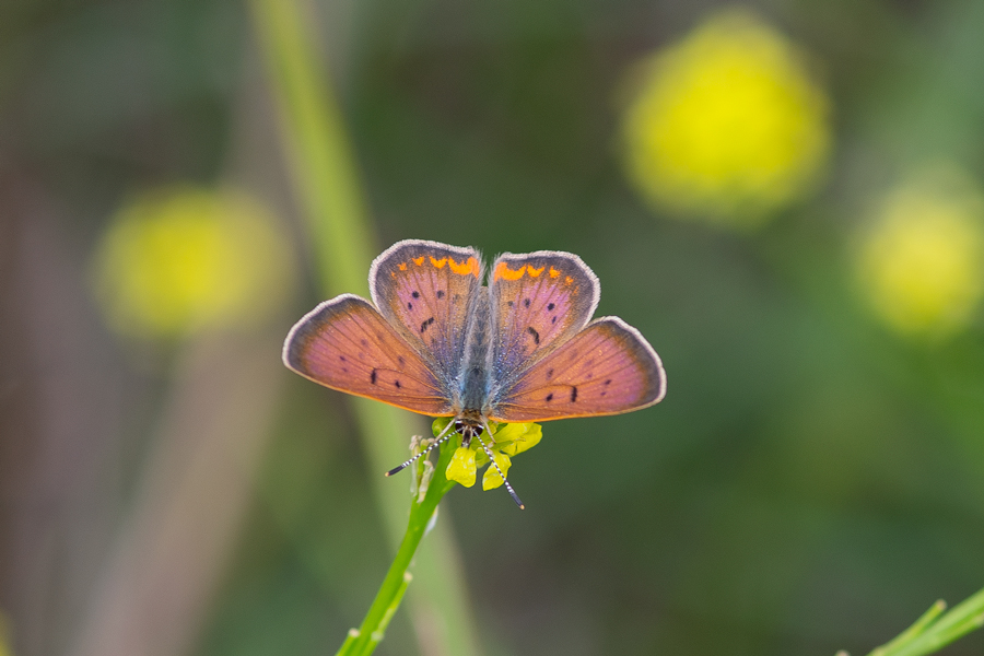 male Purplish Copper - Tharsalea helloides