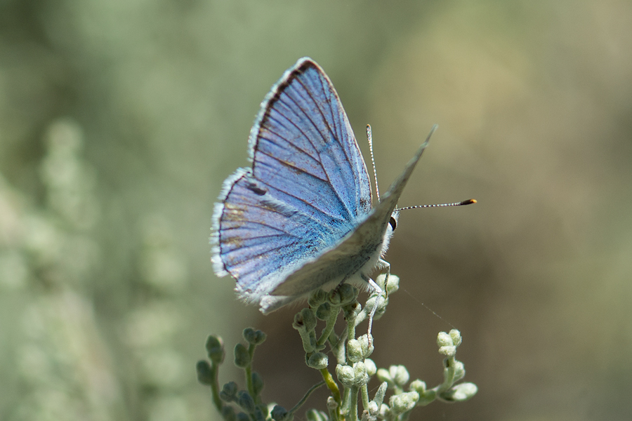 Lycaena heteronea clara - Blue Copper
