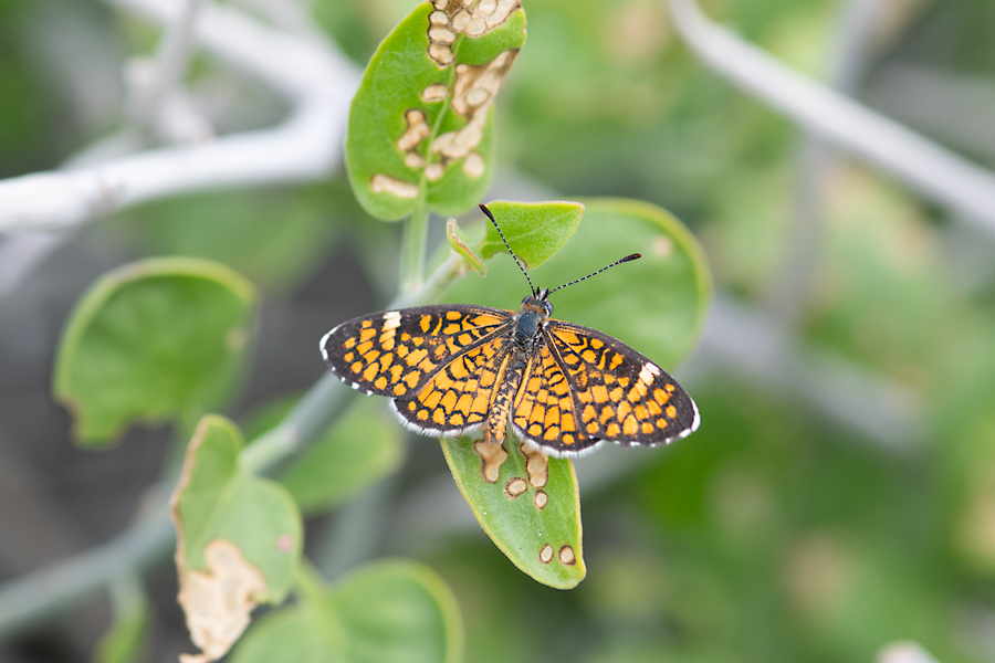 Microtia dymas imperialis - Tiny Checkerspot butterfly