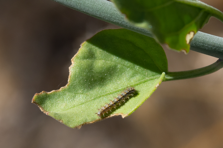 Caterpillar of Microtia dymas imperialis - Tiny Checkerspot