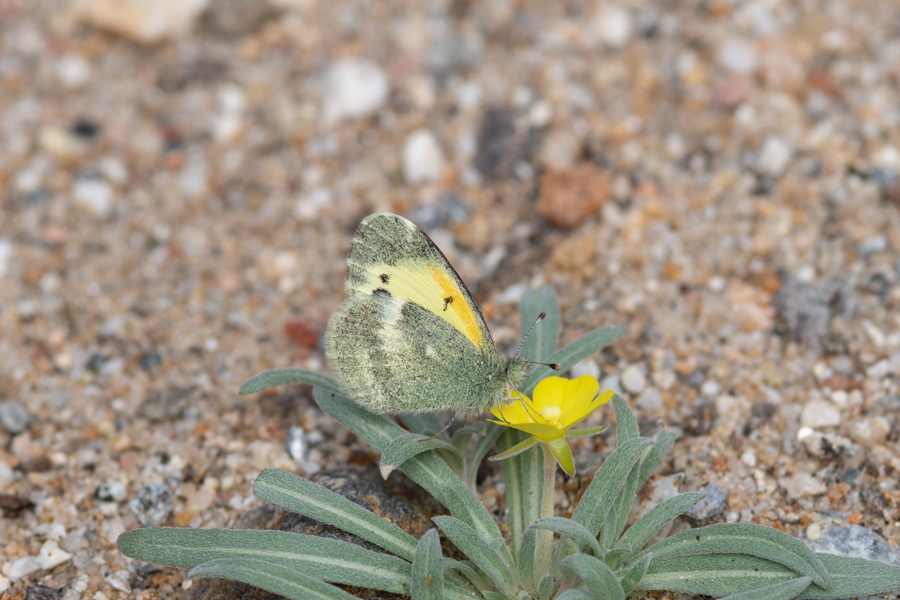 Photo of the Dainty Sulphur butterfly - Nathalis iole