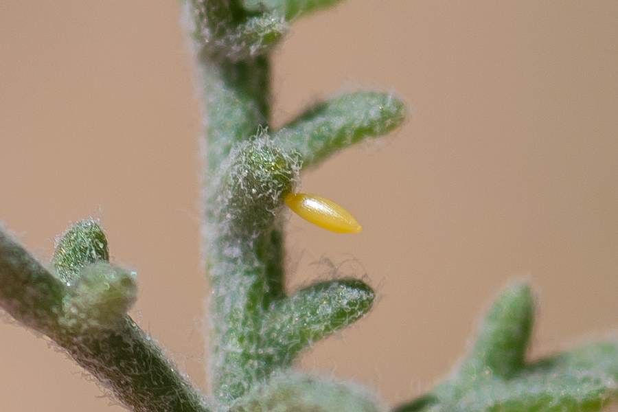 Egg of the Dainty Sulphur butterfly - Nathalis iole