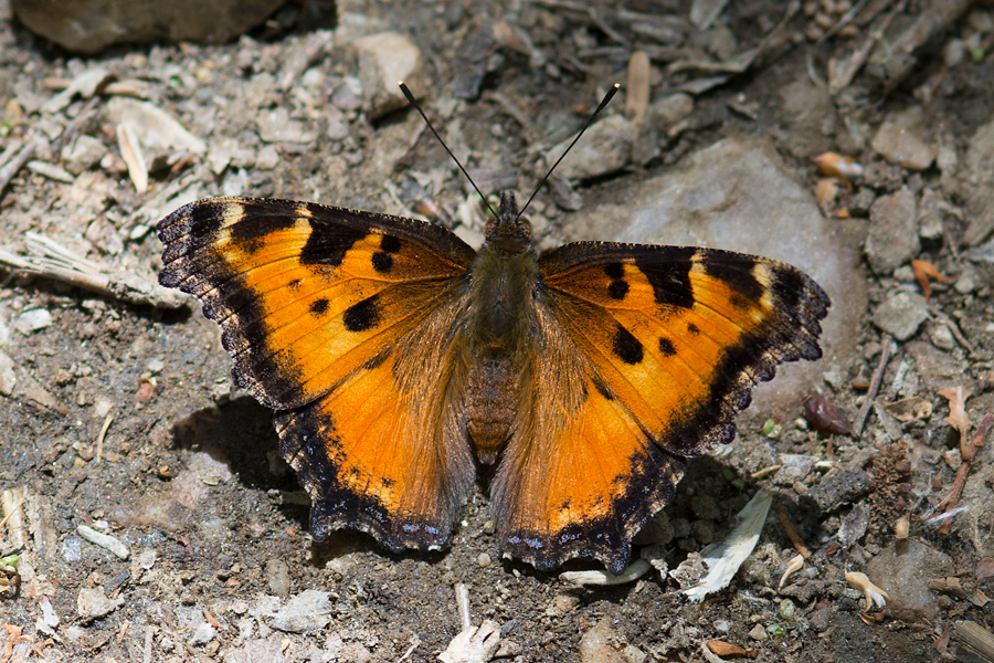 Nymphalis californica - California Tortoiseshell butterfly