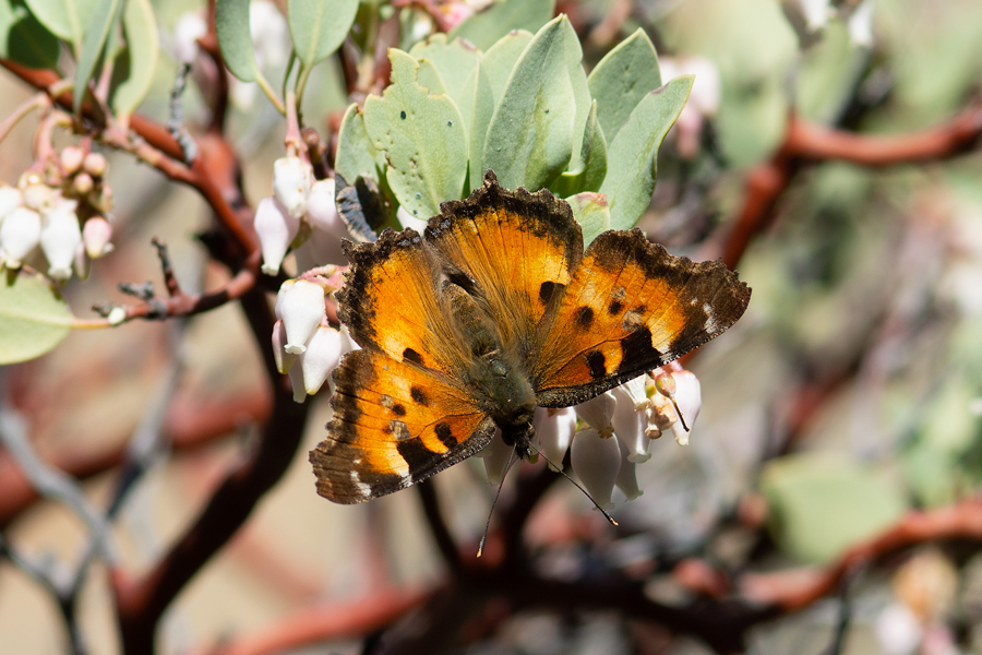 Nymphalis californica - California Tortoiseshell butterfly