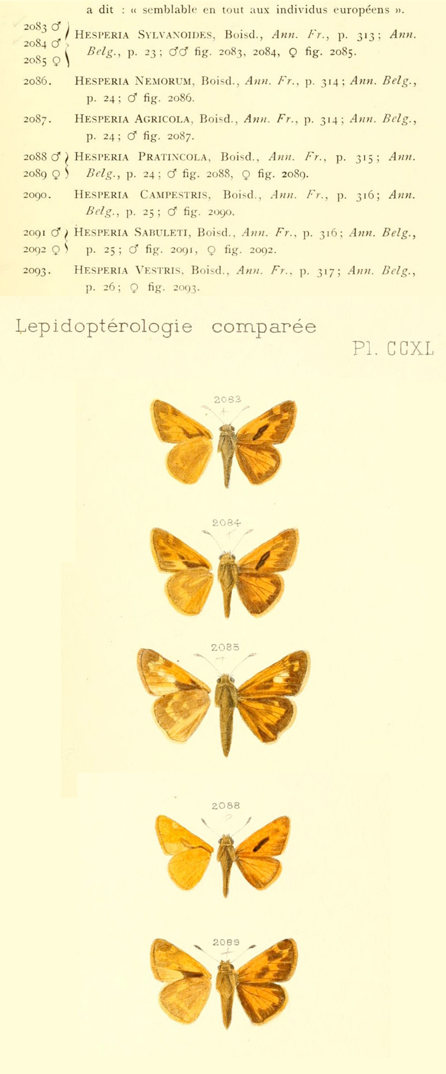 Original illustrations of Ochlodes sylvanoides sylvanoides - Woodland Skipper