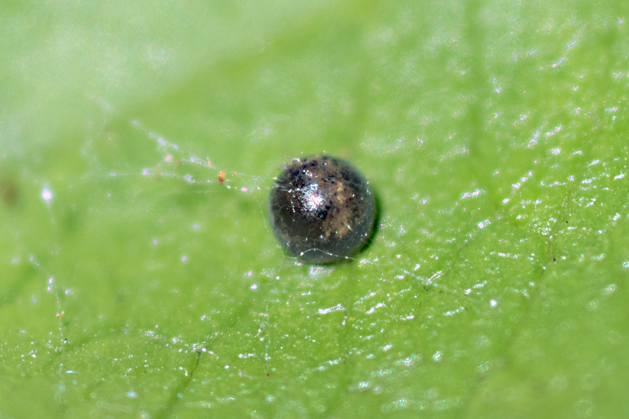 egg of a Pale Swallowtail butterfly - Papilio eurymedon