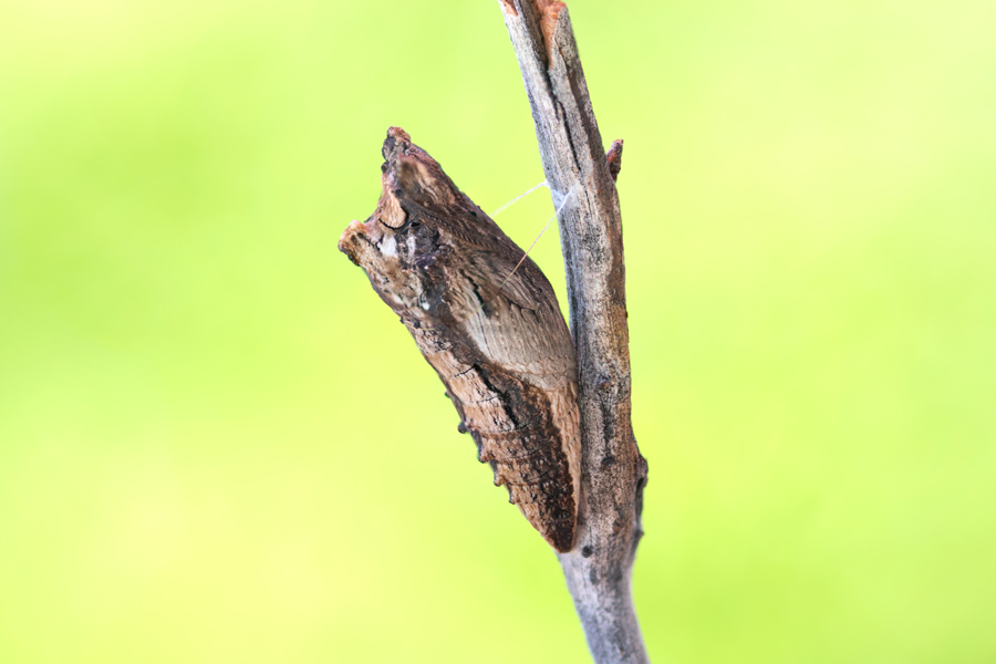 Chrysalis of a Pale Swallowtail butterfly - Papilio eurymedon