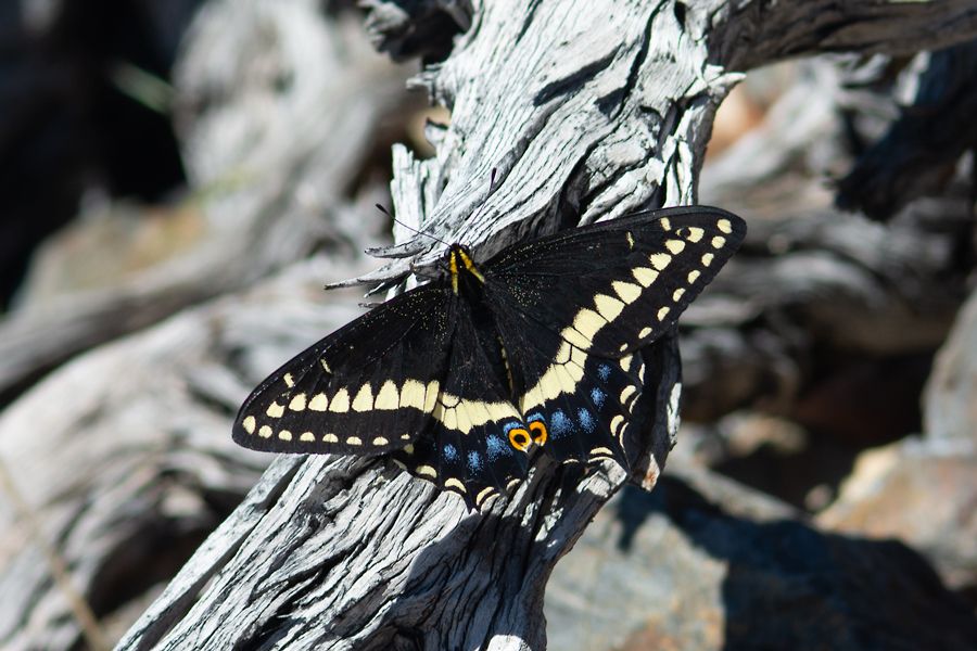 'Phyllis' Indra Swallowtail - Papilio indra phyllisae