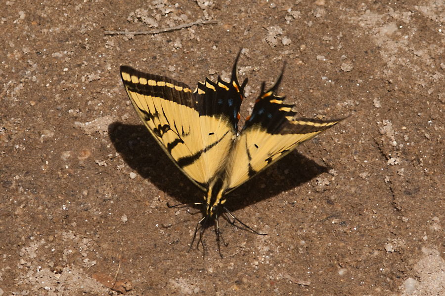 Papilio multicaudata - Two-tailed Swallowtail
