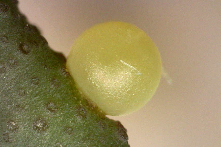 Egg of the Desert Black Swallowtail butterfly - Papilio polyxenes rudkini