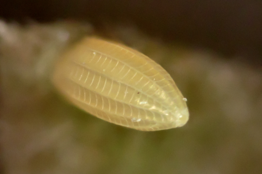 egg of Phoebis agarithe fisheri - Large Orange Sulphur