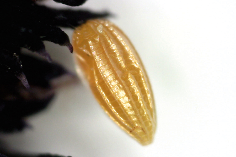 egg of Phoebis agarithe fisheri - Large Orange Sulphur