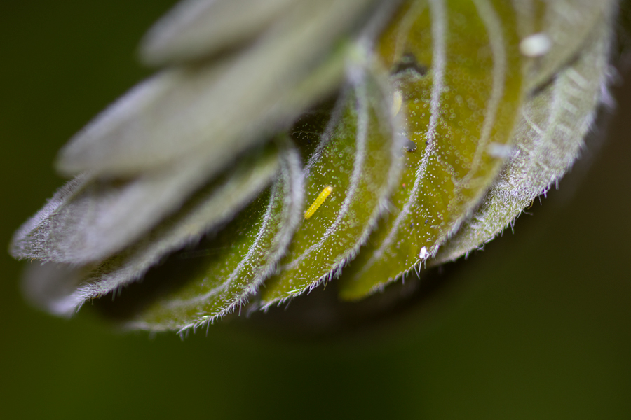 first instar larva of Phoebis agarithe fisheri - Large Orange Sulphur