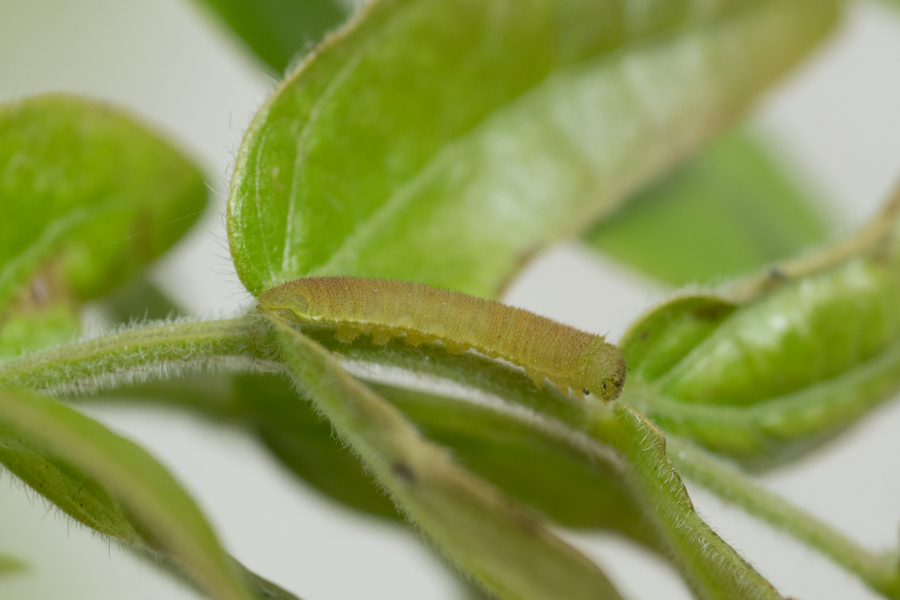 a larva of Phoebis agarithe fisheri - Large Orange Sulphur