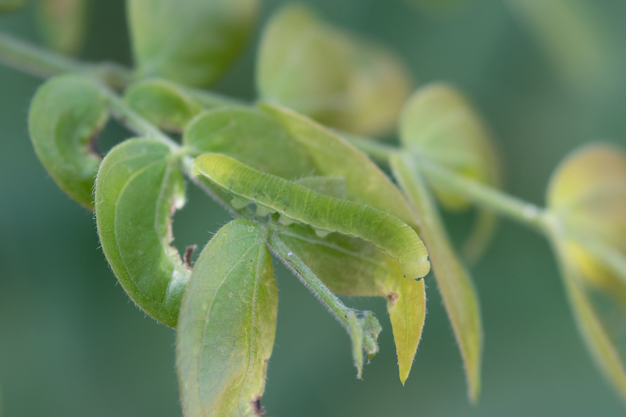 larva of Phoebis agarithe fisheri - Large Orange Sulphur