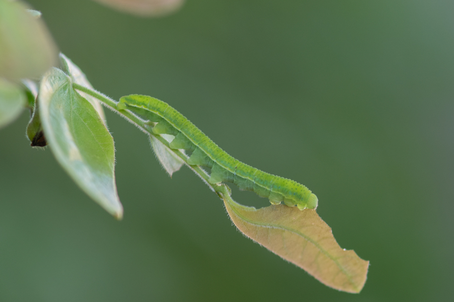 caterpillar of Phoebis agarithe fisheri - Large Orange Sulphur