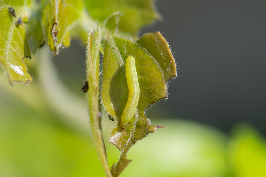caterpillar of Phoebis agarithe fisheri - Large Orange Sulphur
