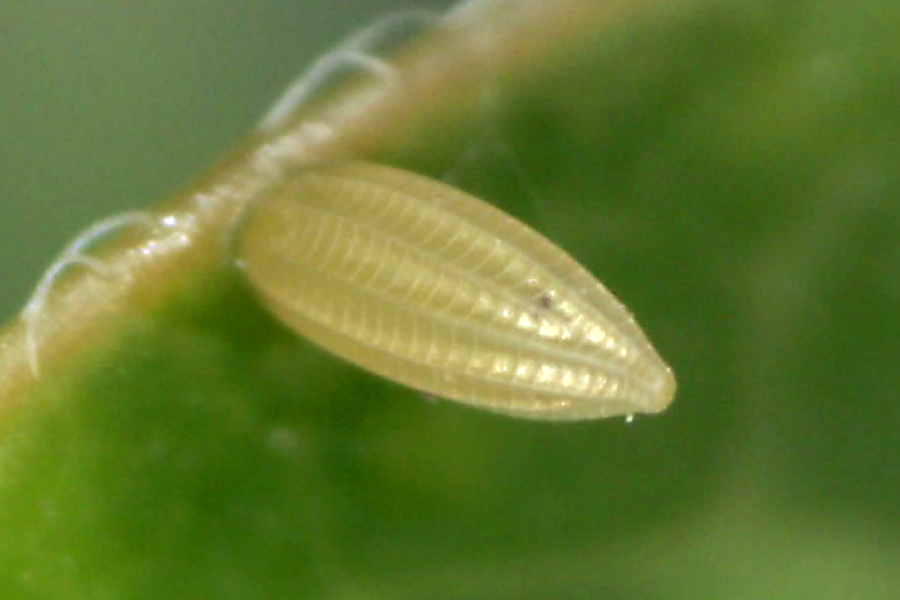 Egg of Phoebis sennae marcellina - Cloudless Sulphur larva