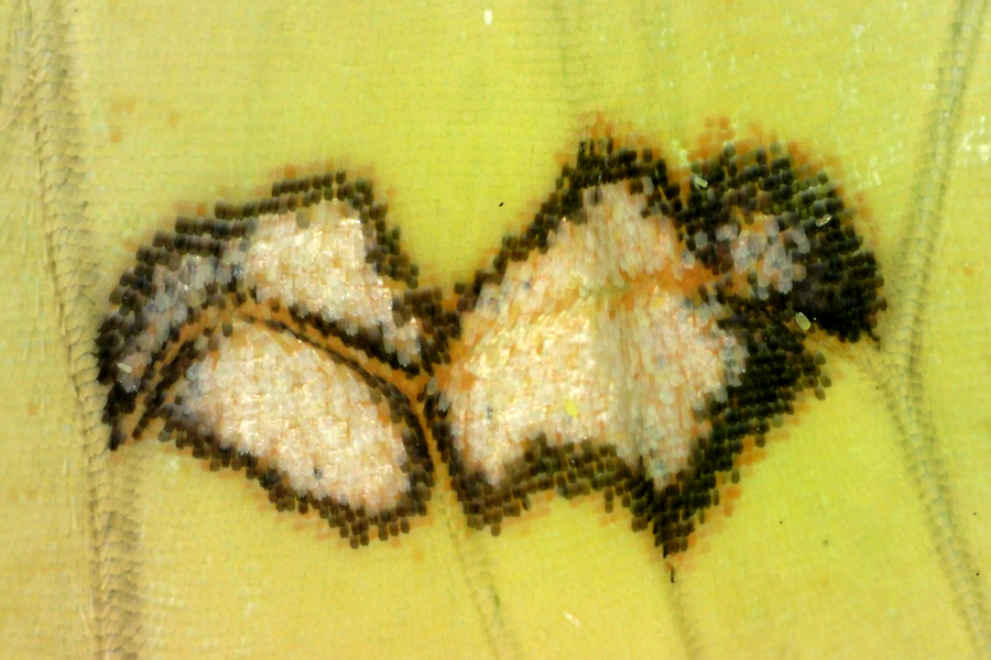 markings of the wing of a Phoebis sennae marcellina - Cloudless Sulphur